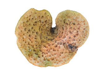 Sticker - Edible mushroom (Polyporus squamosus)