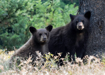 black bar cub (ursus americanus), grand teton national park, wyoming