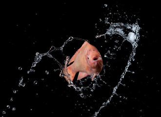 Red tilapia fish with water splash on black background,washes the fish in the water