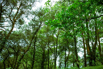 Wall Mural - Tropical forest in Vietnam. Tropical rainforests can be characterized in two words: hot and wet. Mean monthly temperatures exceed 18 °C (64 °F) during all months of the year.