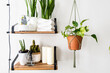 A green dyed cotton macrame plant hanger is holding a potted plant next to shelves.