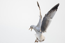 Ring Billed Gull Prepares to Land Noisily