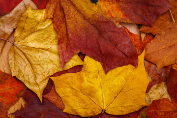 Wall Mural - multicolored dry autumn leaves. background for designer