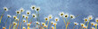 panoramic blue background and daisy