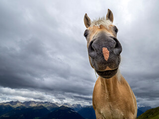 Wall Mural - brown funny horse portrait