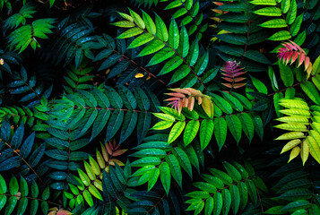 Colorful fern leaves on black background