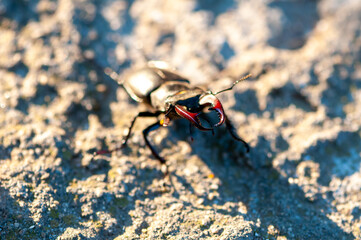 Close-up of a stag beetle walking on the ground.