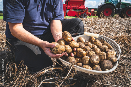 Papel de parede Kartoffelernte - mit Kartoffeln gefüllter Plastikkorb auf einem Kartoffelacker