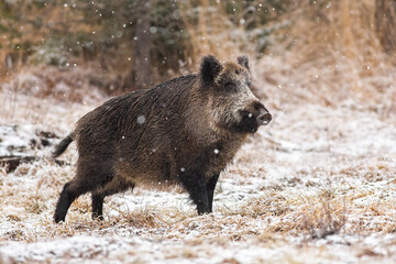 Wall Mural - wild boar, sus scrofa, walking on meadow during the snowing. brown hairy swine marching in snow in w