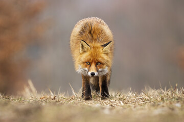 Wall Mural - Red fox, vulpes vulpes, looking to the camera on meadow in autumn. Alert orange predator standing on dry field in fall. Wild orange mammal sneaking on pasture.