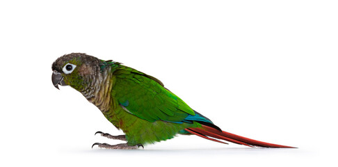 Aufkleber - Cheeky green cheeked Pyrrhura bird, standing side ways on flat surface. Looking straight ahead. Isolated on white background.