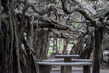 creepy trees with twisted roots in the night jungle forest. Scary concept. Spooky Halloween dead mysterious forest creepy trees with twisted roots and two lizard on misty night forest. Scary concept. 