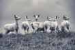 Eine Herde weißer Rehe auf einem Hügel