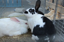 Three Or Four White Or Spotted Rabbits Are Sitting In A Wooden Cage Eating