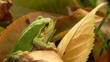 Light Green Tree Frog With Autumn Leaves