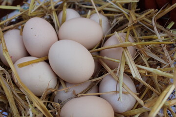 homemade chicken cream yellow healthy eggs lie in hay straw rustic rural still life healthy food