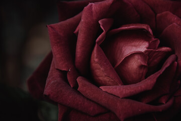 Rose flowers in the design of natural dark background.