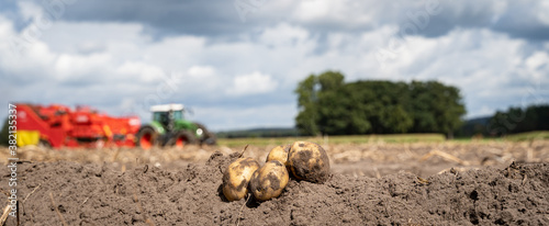 Fotomural Kartoffelernte - frisch geerntete Kartoffeln vor unscharfer Ernteszenerie, land