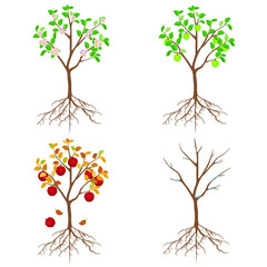 Wall Mural - Apple tree in different seasons on a white background.