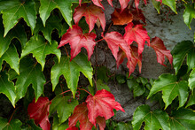 Red And Green Colored Autumn Ivy On Wall In City