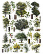 The collection of trees / Diversity of trees 
Antique engraved illustration from from La Rousse XX Sciele	