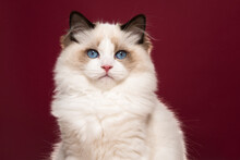 Portrait Of A Beautiful Purebred Ragdoll Cat With Blue Eyes Looking At The Camera On A Burgundy Red Background