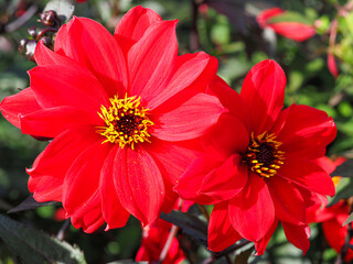 Closeup of two beautiful red Dahlia blooms in a garden, variety Bishop of Llandaff