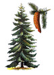 © Basicmoments - Picea abies (Pinaceae) / Antique engraved illustration from from La Rousse XX Sciele