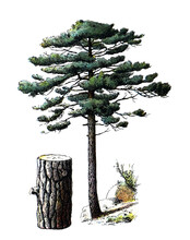 Pinus Nigra Or Austrian Pine Or Black Pine/ Antique Engraved Illustration From From La Rousse XX Sciele	