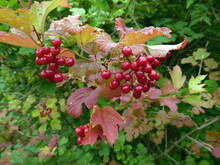 Wild Red Berries On The Bush