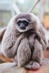 Wall Mural - A Silvery Gibbon in Australia