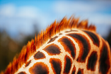 Wall Mural - Abstract Giraffe Image in Australia