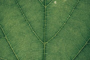 Poster - Close up green texture background. Cropped shot of green leaf textured. Abstract nature background pattrn for design. Macro photogrpaphy view.