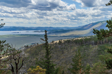 Top view on green yellow coast of bay blue Baikal lake. Dead trees trunks after fire on slope of mountain. Green pine branches foreground. Siberia nature landscape. Mountain range on horizon.