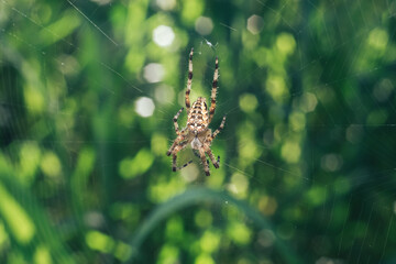 Poster - Close up Cobweb or spider's web against a natural background, Dew on a spider .