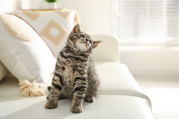 Wall Mural - Cute tabby kitten on sofa indoors, space for text. Baby animal