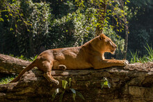 Lioness Sunbathing Above A Tree