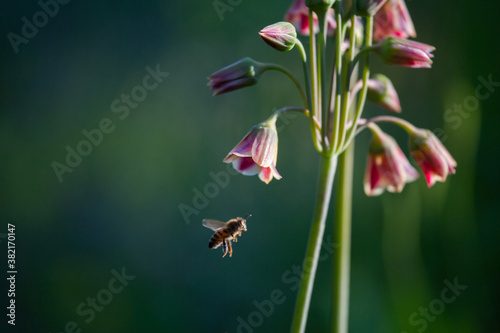 Fotomural Biene im Anflug auf Glockenartige rote Blume unscharfer Hintergrund, Sommer