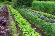 A row of organic vegetable garden under the sun