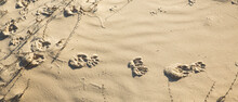 Racoon Tracks In The Sand Dunes On Cumberland Island, Georgia.