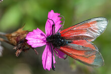 Close-up Red Black Zygaenidae Or Smoky Moth On Wild Purple Carnation's Flower Head