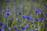Fototapeta Natura - blaue Kornblumen im Feld, Bokeh
