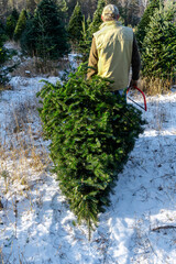 Wall Mural - Man hauling away a freshly cut balsam fir tree at a Christmas tree farm.