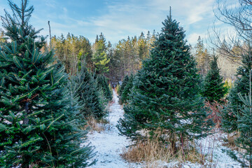 Wall Mural - North American Christmas tree farm in winter.