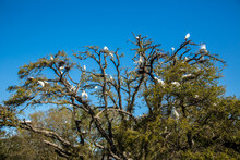 A Rookery Tree In St Augustine, Florida.  Great Egrets And Xxx Storks Have Built Nest There And Will Be Raising Their Young.