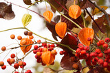 Fototapeta Kwiaty - Autumn background. Bouquet of rowan and physalis