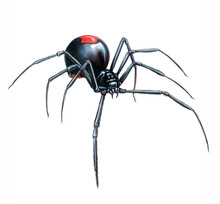 The Redback Spider, Australian Black Widow (Latrodectus Hasselti)