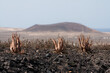Landschaft auf Lanzarote, Aloe Vera vor Berg
