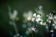 © Evangelina - Primer plano de pequeñas flores blancas con fondo ligeramente desenfocado en un ambiente primaveral