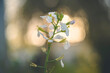 © Evangelina - Primer plano de ramillete de pequeñas flores blancas de una planta de rabanitos en semillas , a contraluz y fondo levemente desenfocado